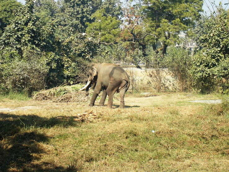 1. Lucknow Zoo